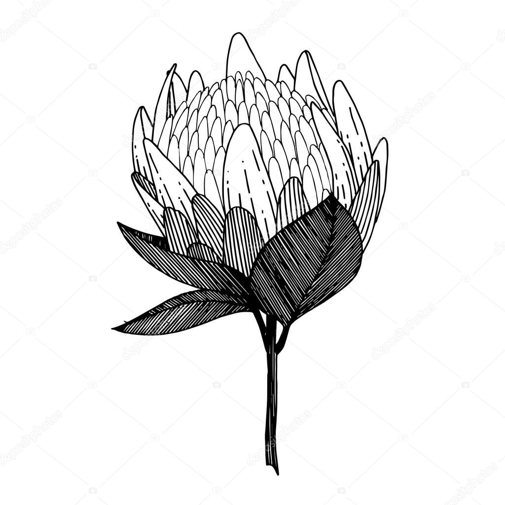Vector Exotic tropical hawaiian summer flower. Black and white engraved ink art. Isolated flowers illustration element.
