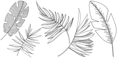 Vektör tropikal yapraklar izole. Siyah beyaz işlemeli mürekkep sanatı..