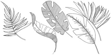 Vektör tropikal yapraklar izole. Siyah beyaz işlemeli mürekkep sanatı..