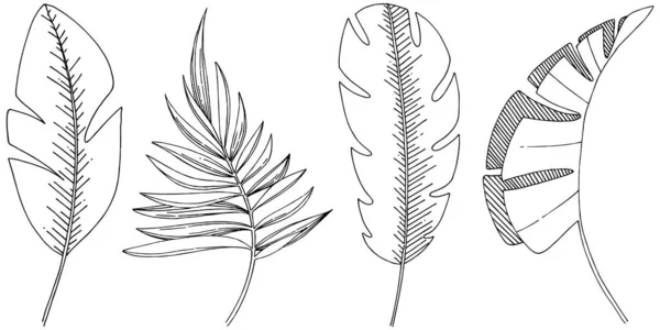 Διανυσματικά τροπικά φύλλα απομονωμένα. Μαύρο και άσπρο χαραγμένο μελάνι τέχνης. — Διανυσματικό Αρχείο
