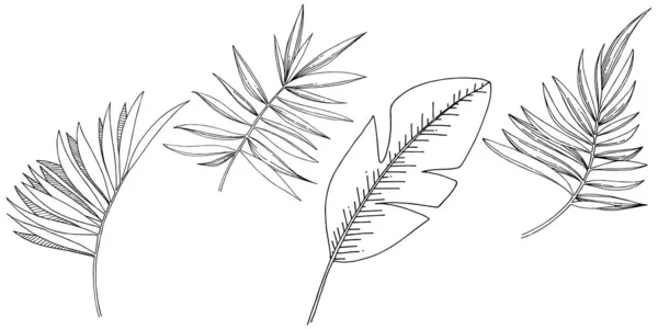 Vektor tropische Blätter isoliert. Schwarz-weiß gravierte Tuschekunst. — Stockvektor