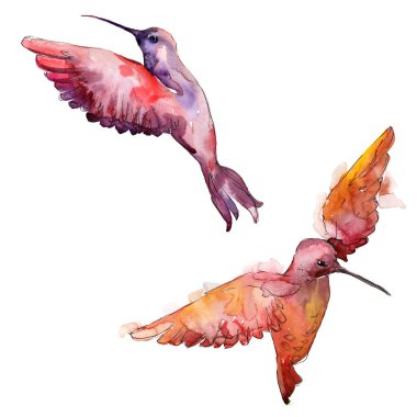 Bir vahşi yaşamda gökyüzü kuşu colibri. Suluboya arka plan illüstrasyon seti. İzole sinekkuşu illüstrasyon elemanı.