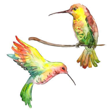 Bir vahşi yaşamda gökyüzü kuşu colibri. Suluboya arka plan illüstrasyon seti. İzole sinekkuşu illüstrasyon elemanı.