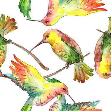 Bir vahşi yaşamda gökyüzü kuşu colibri. Suluboya arka plan illüstrasyon seti. Kesintisiz arka plan deseni.