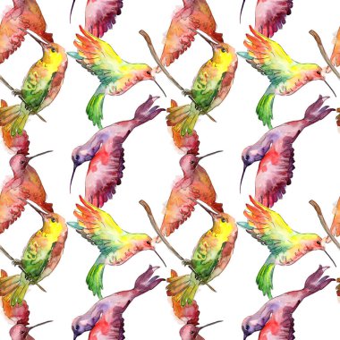 Bir vahşi yaşamda gökyüzü kuşu colibri. Suluboya arka plan illüstrasyon seti. Kesintisiz arka plan deseni.