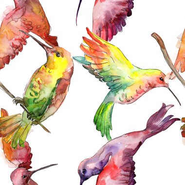Bir vahşi yaşamda gökyüzü kuşu colibri. Suluboya arka plan illüstrasyon seti. Kesintisiz arka plan deseni.