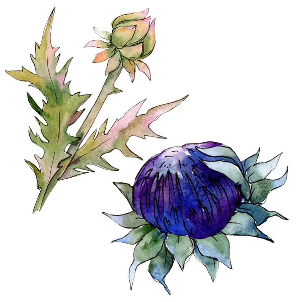 Cardo fiorito fiori botanici. Acquerello sfondo illustrazione set. Elemento di illustrazione del cardo isolato . — Foto Stock