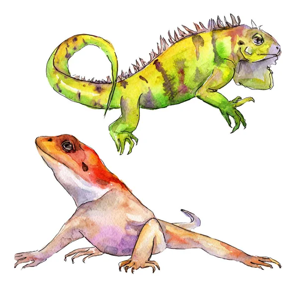 水彩画風のエキゾチックなイグアナ野生動物。背景イラストセット。分離されたレプリカ図要素. — ストック写真