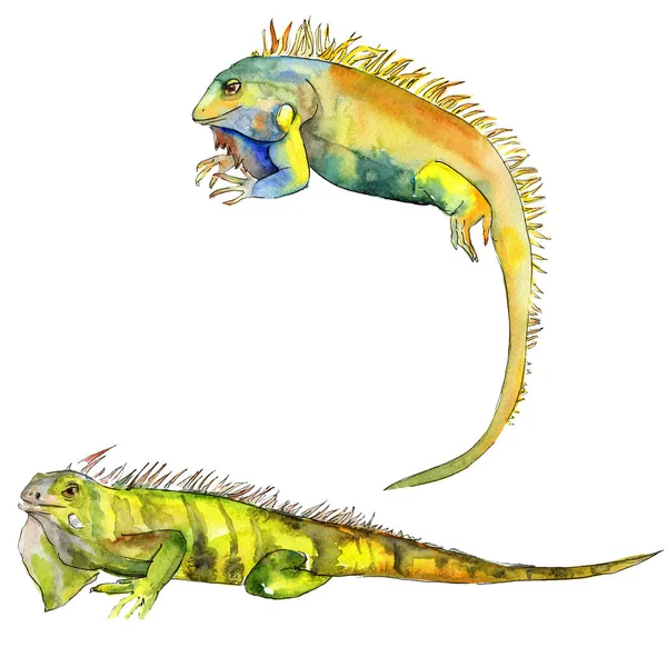 水彩画風のエキゾチックなイグアナ野生動物。背景イラストセット。分離されたレプリカ図要素. — ストック写真