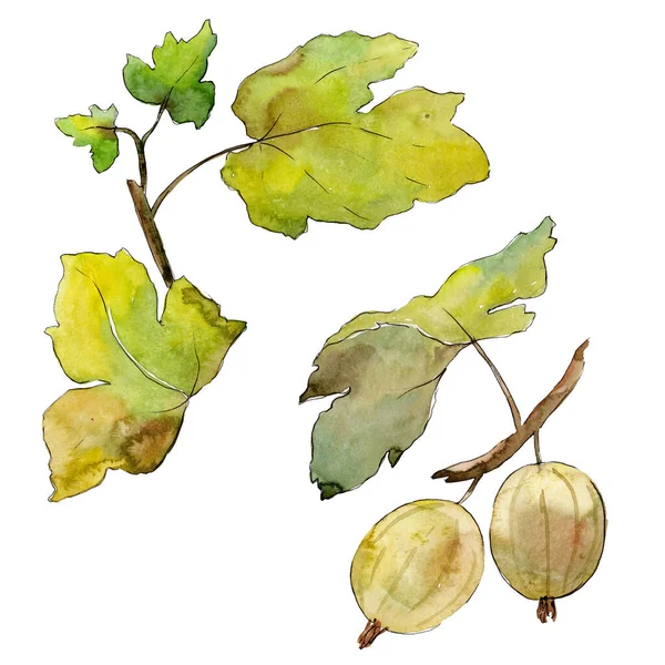 Gooseberry comida saudável. Conjunto de ilustração de fundo aquarela. Bagas isoladas elemento ilustrativo . — Fotografia de Stock
