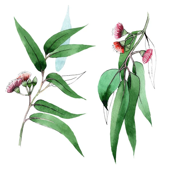 Eukaliptus kwiatowe kwiaty botaniczne. Zestaw tła akwareli. Izolowany element ilustracji eukaliptusa. — Zdjęcie stockowe