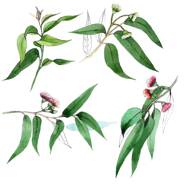 Flores botánicas florales de eucalipto. Conjunto de fondo acuarela. Elemento ilustrativo de eucalipto aislado . — Foto de Stock