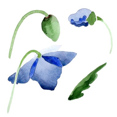 Mavi gelincik çiçekli botanik çiçekleri. Suluboya arkaplan çizimi. İzole Poppis illüstrasyon elementi.