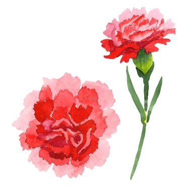 Kırmızı dianthus çiçekli botanik çiçekleri. Suluboya arkaplan çizimi. İzole edilmiş dianthus illüstrasyon ögesi.