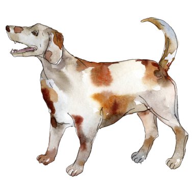 İzole edilmiş evcil köpek. Suluboya arkaplan çizimi. İzole edilmiş hayvan örnekleme elementi.