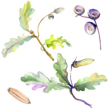 Orman meşe palamudu yeşil yaprak ve fındık. Suluboya arka plan illüstrasyon seti. Yalıtılmış meşe illüstrasyon elemanı.