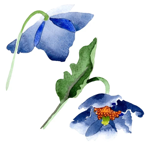 Flores botánicas florales de amapola azul. Conjunto de ilustración de fondo acuarela. Elemento ilustrativo poppis aislado . — Foto de Stock