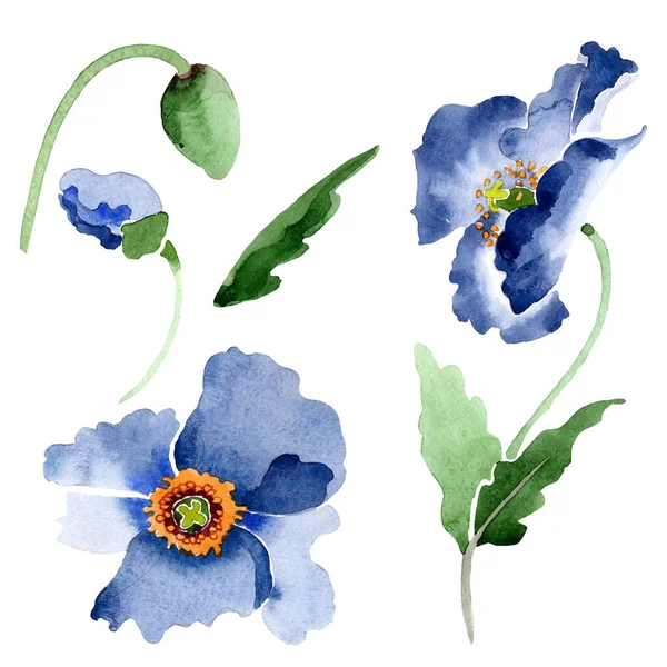 Flores botánicas florales de amapola azul. Conjunto de ilustración de fondo acuarela. Elemento ilustrativo poppis aislado . — Foto de Stock