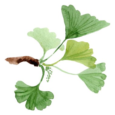 Genkgo biloba yeşil yaprakları. Suluboya arkaplan çizimi. İzole edilmiş ginkgo illüstrasyon ögesi.