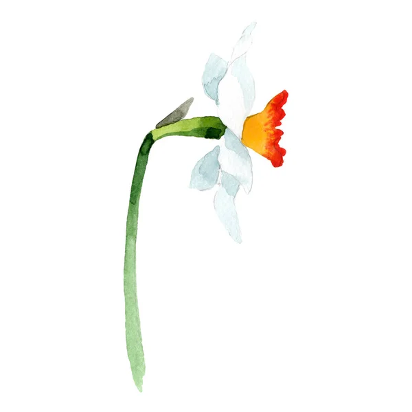 Flor botânica floral Narciso. Conjunto de fundo aquarela. Isolado elemento ilustração narciso . — Fotografia de Stock