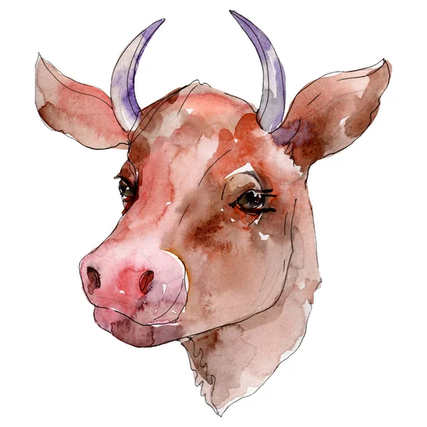 Krowy głowy zwierząt gospodarskich na białym tle. Akwarela zestaw ilustracji tła. Element ilustracji na białym tle krowy. — Zdjęcie stockowe