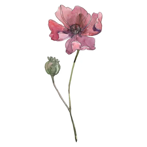 Poppy blommig botanisk blomma. Akvarell bakgrund illustration uppsättning. Isolerat vallmo illustration element. — Stockfoto