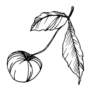 Vector Cherry sağlıklı yiyecekler. Siyah beyaz işlemeli mürekkep sanatı. İzole edilmiş böğürtlen illüstrasyon ögesi.