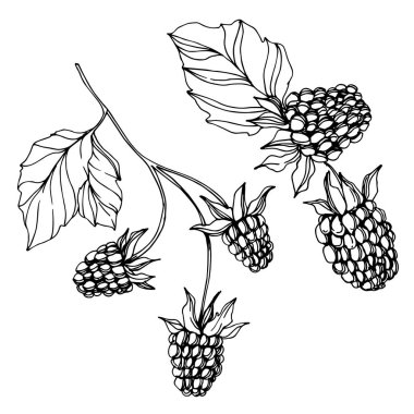 Vektör Blackberry sağlıklı gıda. Siyah ve beyaz oyulmuş mürekkep sanatı. İzole berry illüstrasyon elemanı.
