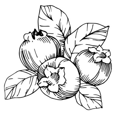 Vektör yaban mersini sağlıklı yiyecekler. Siyah beyaz işlemeli mürekkep sanatı. İzole edilmiş böğürtlen illüstrasyon ögesi.