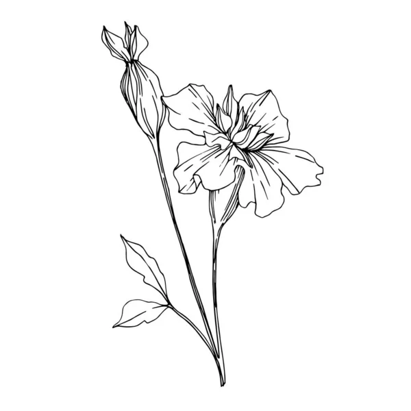 病媒玛丽戈尔德植物花。 黑白版画水墨艺术. 孤立的标签说明性要素. — 图库矢量图片