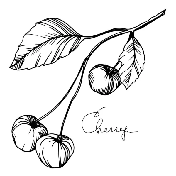 Vector Cherry comida saludable. Tinta grabada en blanco y negro. Elemento de ilustración de bayas aisladas . — Archivo Imágenes Vectoriales