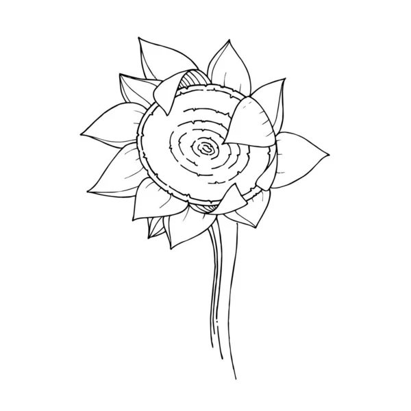 Vector girasol flor botánica floral. Tinta grabada en blanco y negro. Elemento de ilustración de girasoles aislados . — Vector de stock