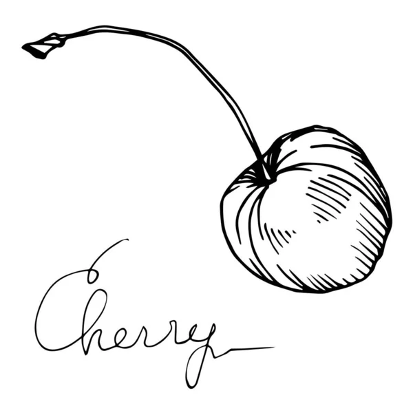 Vector Cherry gezond voedsel. Zwart-wit gegraveerde inktkunst. Geïsoleerde bessen illustratie element. — Stockvector