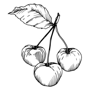 Vector Cherry sağlıklı yiyecekler. Siyah beyaz işlemeli mürekkep sanatı. İzole edilmiş böğürtlen illüstrasyon ögesi.