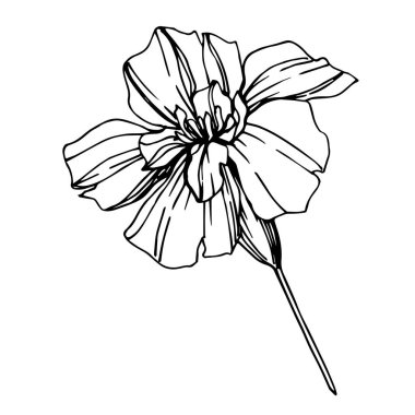 Vektör Marigold bitkisel çiçekler. Siyah beyaz işlemeli mürekkep sanatı. İzole edilmiş tagetes resimleme ögesi.