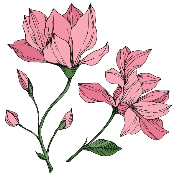 Διάνυσμα Magnolia λουλούδια βοτανικό. Μαύρο και άσπρο χαραγμένο μελάνι τέχνης. Μεμονωμένο στοιχείο εικονογράφησης μανόλιας. — Διανυσματικό Αρχείο