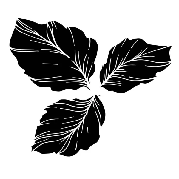 Διάνυσμα φύλλα βατόμουρου. Μαύρο και άσπρο χαραγμένο μελάνι τέχνης. Μεμονωμένο στοιχείο απεικόνισης μούρου. — Διανυσματικό Αρχείο