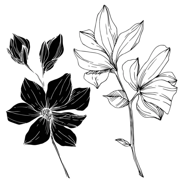 Vector Magnolia flores botânicas florais. Tinta gravada a preto e branco. Elemento de ilustração de magnólia isolada . —  Vetores de Stock