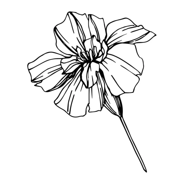 Wektor Marigold kwiatowe kwiaty botaniczne. Czarno-biała grawerowana sztuka tuszu. Izolowany element ilustracji tagetów. — Wektor stockowy