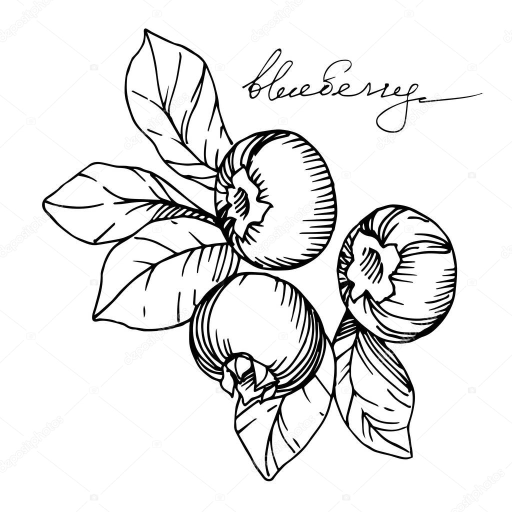 Vector Blueberry healthy food. Black and white engraved ink art. Isolated berry illustration element.