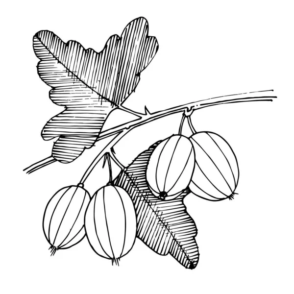 Векторная крыжовник здоровая еда. Черно-белый рисунок чернил. Изолированный ягодный элемент . — стоковый вектор