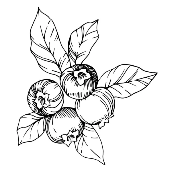 Vector Blueberry comida saludable. Tinta grabada en blanco y negro. Elemento de ilustración de bayas aisladas . — Archivo Imágenes Vectoriales