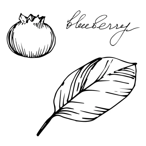 Vector Blueberry comida saludable. Tinta grabada en blanco y negro. Elemento de ilustración de bayas aisladas . — Archivo Imágenes Vectoriales