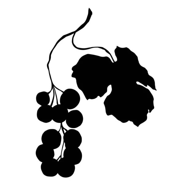 Vector Baya de uva comida saludable. Tinta grabada en blanco y negro. Elemento ilustrativo de uvas aisladas . — Vector de stock