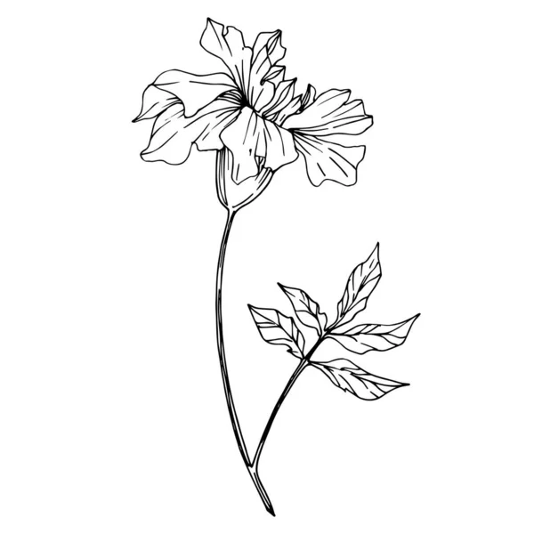 病媒玛丽戈尔德植物花。 黑白版画水墨艺术. 孤立的标签说明性要素. — 图库矢量图片