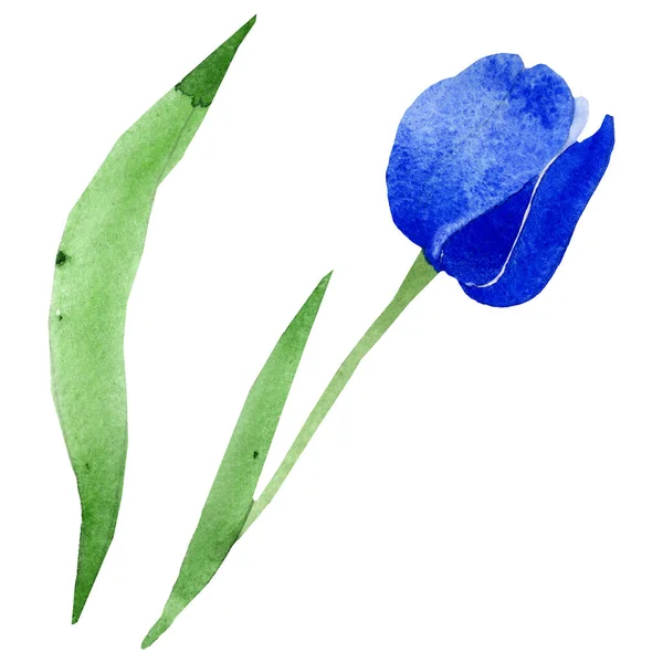 Azul tulipa flores botânicas florais. Conjunto de ilustração de fundo aquarela. Isolado tulipas ilustração elemento . — Fotografia de Stock