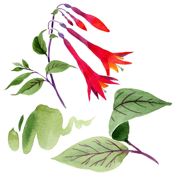 赤フクシア花の植物の花。水彩画の背景セット。分離フクシアイラスト要素. — ストック写真