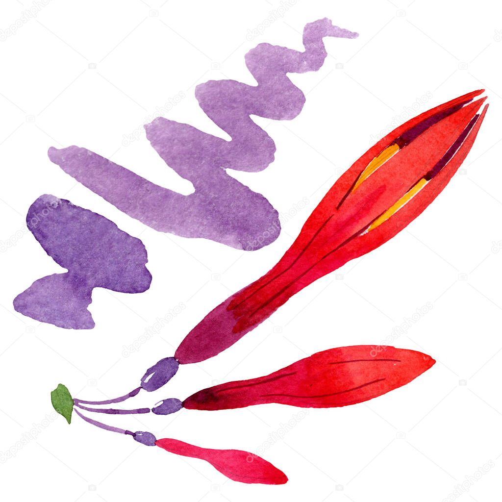 Red fuchsia floral botanical flowers. Watercolor background set. Isolated fuchsia illustration element.