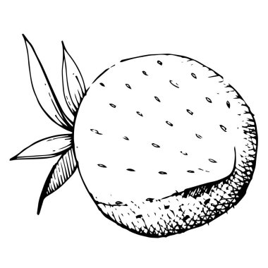 Çilek sağlıklı gıda vektör. Siyah ve beyaz mürekkep sanat kazınmış. İzole berry illüstrasyon öğesi.