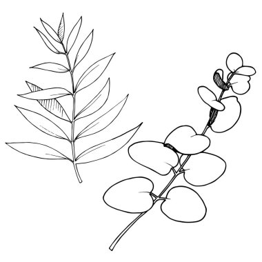 Vektör Okaliptüs daldan ayrılıyor. Siyah beyaz işlemeli mürekkep sanatı. İzole edilmiş dallar illüstrasyon ögesi.